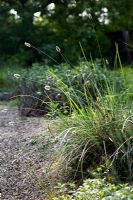 Sesleria nitida - Nest Moor Grass