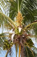 Cocos Nucifera - Coconut palm