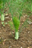 Foeniculum vulgare 'Rudy' - Florence fennel 