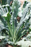 Brassica oleracea - Black Tuscan kale