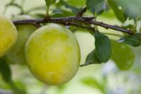 Prunus cerasifera 'Golden sphere' 