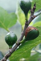 Ficus carica - Splitting fruit due to fluctuating watering 