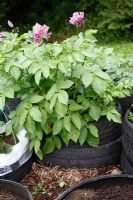 Potatoes growing in recycled tyres