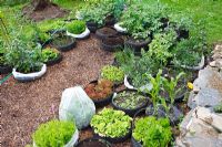 Vegetable garden planted in recycled tyres 