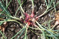Allium cepa 'Mikor' - Shallots