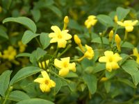 Jasminum humile 'Revolutum' - Yellow Jasmine