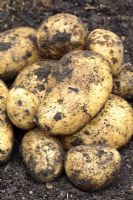 Harvested potatoes 'Charlotte'