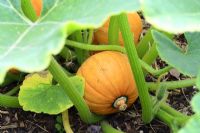 Cucurbita - Gold or golden nugget squash in early August