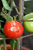 Slug damage to tomatoes