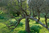 Malus domestica - Gnarled apple tree 