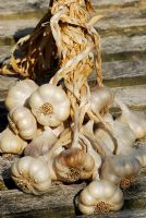 Garlic bulbs 'Purple Moldovan' and 'Albigensian Wight' drying in the sun