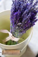 Bunch of lavender in a metal bucket