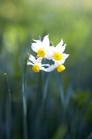 Narcissus 'Canaliculatus' - Hoop petticoat daffodil 