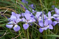 Iris unguicularis - Winter flowering Iris 