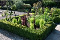Parterre style border with Allium christophii and lettuces 'Red Lollorossa' and 'Oakleaf' running to seed - Merriments Gardens, East Sussex in August