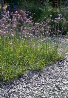 Verbena bonariensis with slate, blue glass and granite chippings - The 'Blue Garden' at Merriments Gardens, Hurst Green, East Sussex in August 