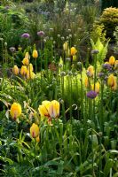 Allium buds and Tulipa - Merriments Gardens, East Sussex in May