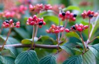 Berries on Viburnum plicatum 'Elizabeth Bullivant' at Stourton House, Wiltshire. 