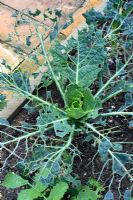 Brassica - Cabbage, with Pieris rapae - white butterfly caterpillar damage to leaves