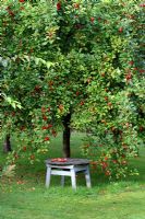 Malus - Apple tree with rustic wooden table and fallen apples in September