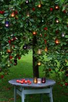 Glass lanterns hanging in an apple tree at dusk, malus apples lanterns summer autumn
