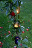 Glass lanterns hanging in an apple tree at dusk