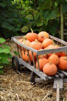 Harvested Cucurbita maxima 'Gold Nugget' squashes in wooden cart, September