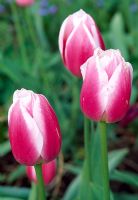Tulipa 'Valentine' - Glebe House, Monmouthshire, Wales