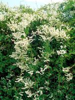Fallopia baldschuanica -'Mile-a-minute plant', Russian vine syn. Bilberdykia baldschuanica, polygonum baldschuanicum