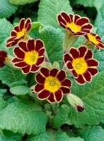 Primula 'Tapestry' - Gold Laced Group