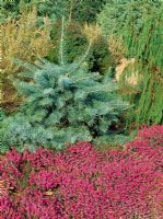 Abies concolor 'Wattez Prostrate' growing with Erica carnea 'Myretown Ruby' and Erica x veithchii 'Exeter'