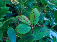 Septoria unedonis - Arbutus leaf spot 