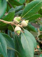 Quercus ilex - Holm Oak -acorns