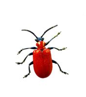 Lilioceris lilii - Lily Beetle on white background
