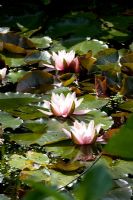 Nymphaea 'Marliacea Carnea' - Water Lily