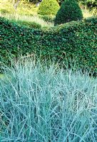 View across bed of Leymus arenarius to wavy Beech hedge and grass parterre beyond Veddw House Garden, Monmouthshire, UK.