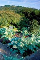 The Vegetable Garden - Buxus- Box topiary, Cynara cardunculus 'Florist Cardy', Heuchera 'Palace Purple', Ilex 'JC Van Tol' grown as standard. Veddw House, Monmouthshire. May 2008