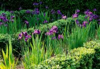 Iris sibririca 'Blue King' in The Wedge -  Veddw House Garden, Monmouthshire, June 