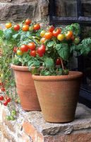 Pots of dwarf tomatoes 'Balloni Red' on windowsill