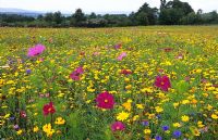 Colourful French wildflower seed mixture in a meadow in Sussex