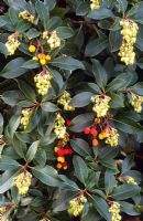 Arbutus andrachne - Flowers and fruit in autumn