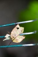 Old leaf speared by a garden rake