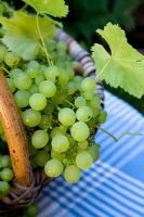 Harvested 'Muller-Thurgau' grapes in basket on tabletop
