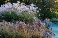 Frost covered Miscanthus sinensis 'Blutenwunder' with other grasses and seedheads of perennials in the Decennium border at Knoll Gardens