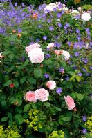 PLanting combination with Rosa 'Eglantyne' AGM David Austin New English Rose and Geranium 'Brookside' AGM