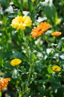 Calendula officinalis 'Mr Majestic' - Marigold