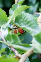 Morus - Mulberries on tree