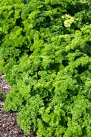 Petroselinum crispum - Curly parsley