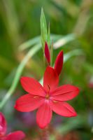 Schizostylis coccinea 'Kaffir lily'