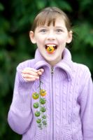 Young girl eating Sungold F1 Cherry tomatoes